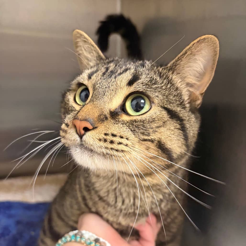 Beau - Domestic Shorthair cat available for adoption at Border Paws Animal Shelter in Lloydminster