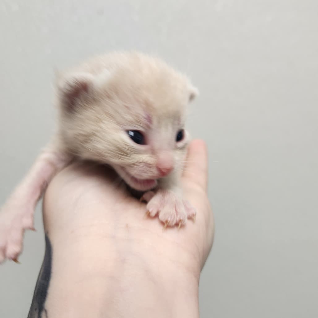 Lemon Square - Domestic Medium Hair cat available for adoption at Battlefords Humane Society in Saskatchewan