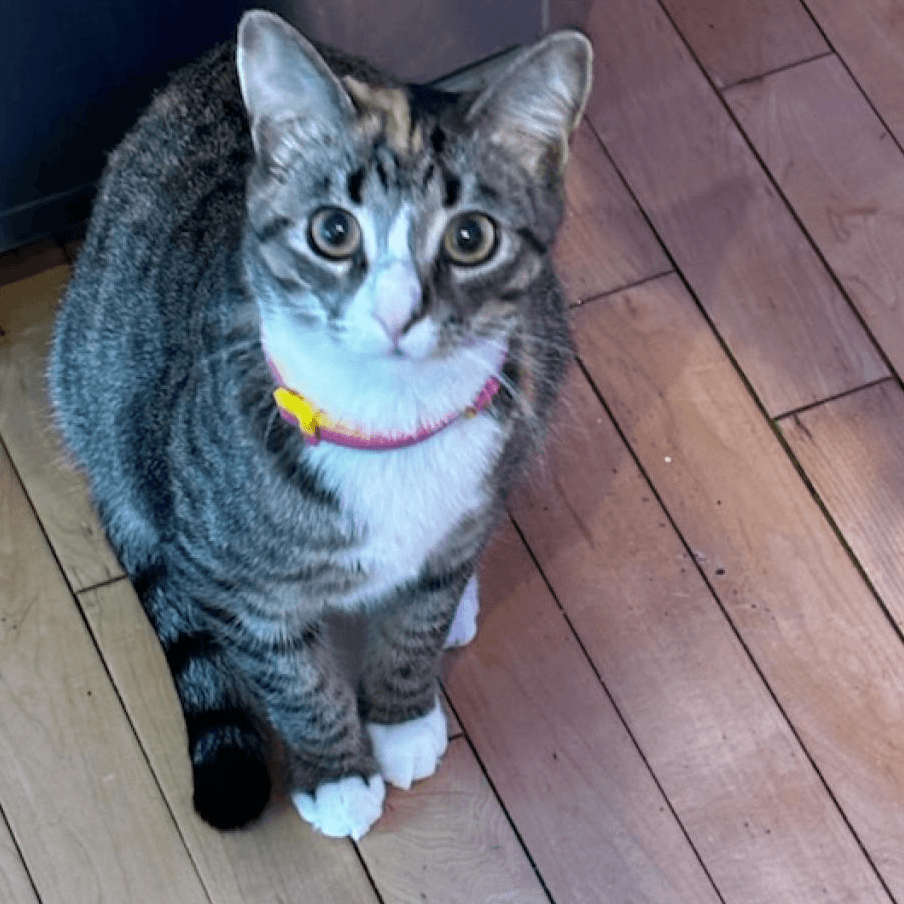 Fallin - Domestic Shorthair cat available for adoption at SCARS in Edmonton (1 of 6)