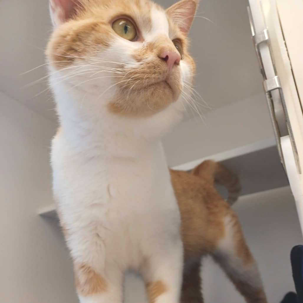 Frito - Domestic Shorthair cat available for adoption at Border Paws Animal Shelter in Lloydminster