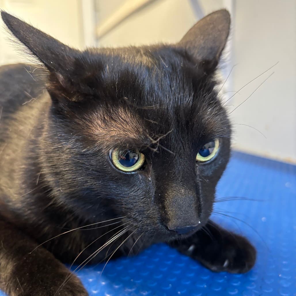 Pugsley - Domestic Shorthair cat available for adoption in Calgary
