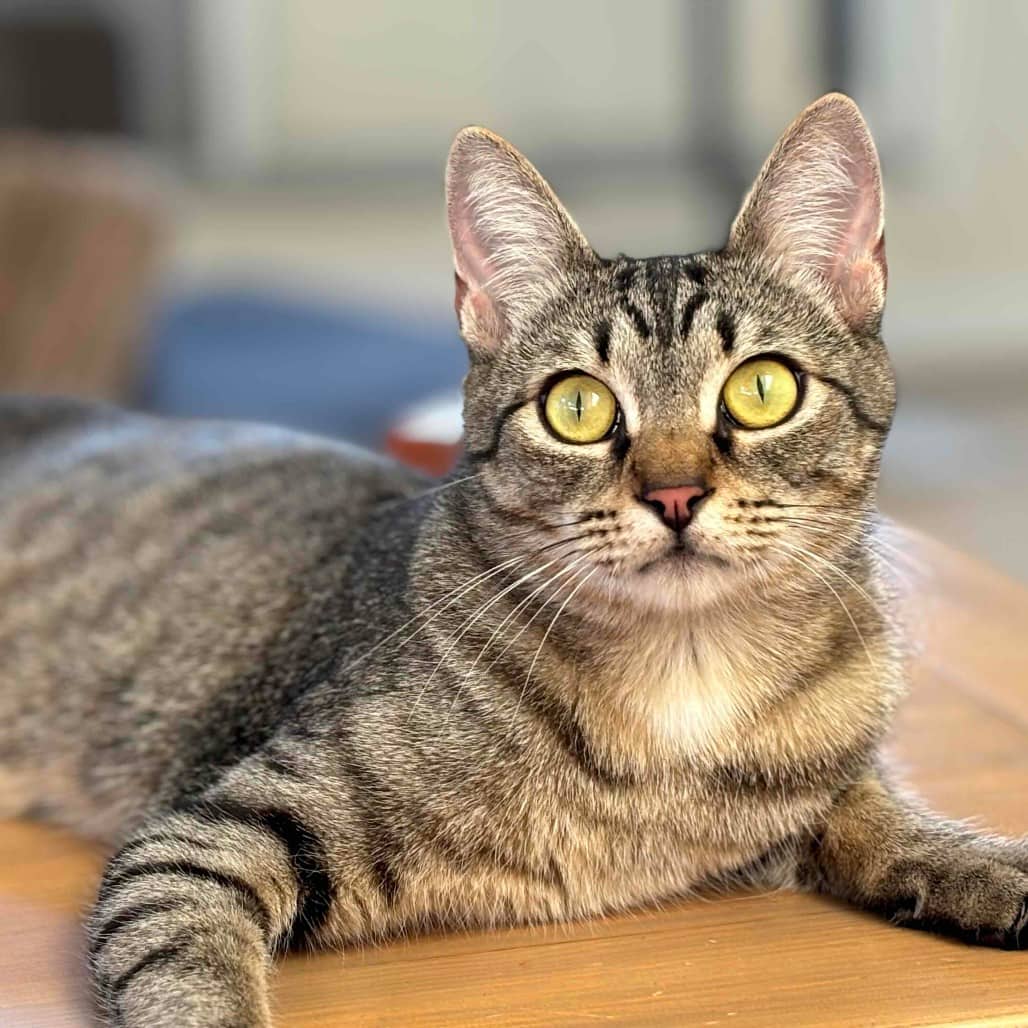 Jade - Domestic Shorthair cat available for adoption at Vancouver Orphan Kitten Rescue Association in Vancouver