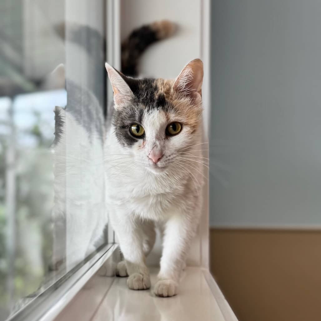 Jigsy - Domestic Shorthair available for adoption
