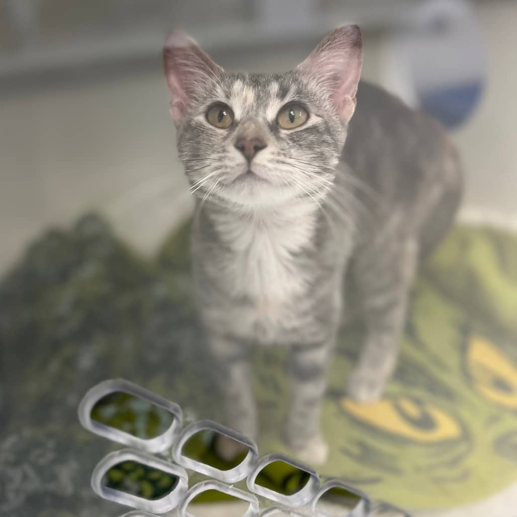 Clawdia - Domestic Shorthair cat available for adoption at Border Paws Animal Shelter in Lloydminster