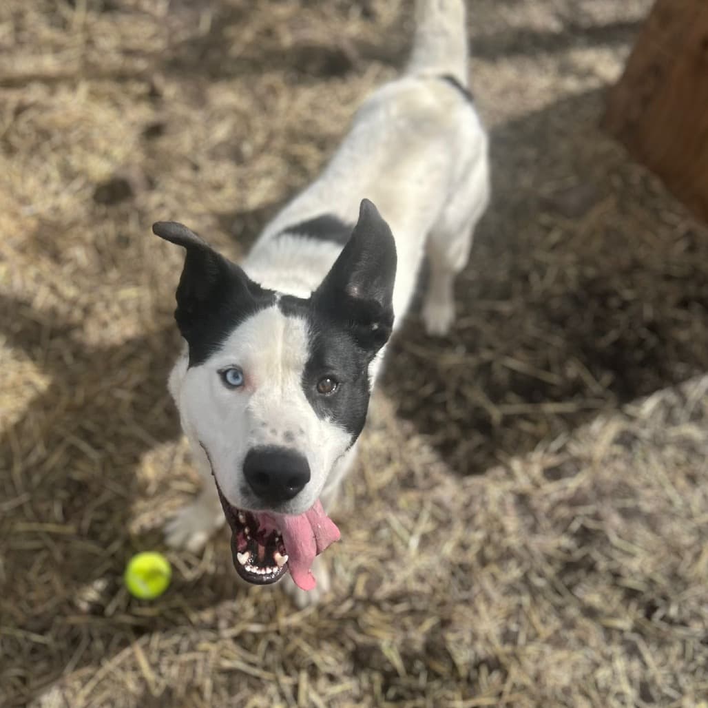 Rosco - MIXED BREED available for adoption at SCARS in Calgary