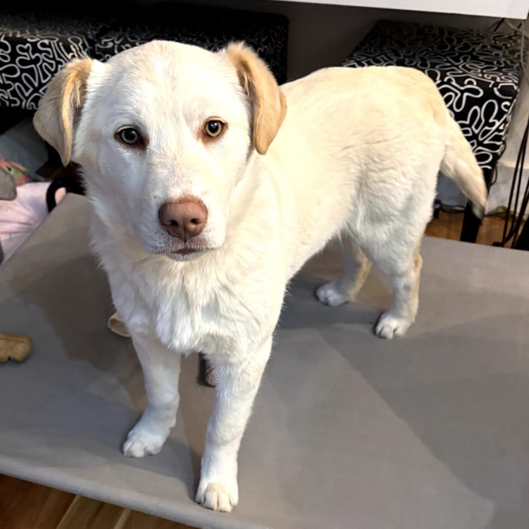 Nala - Mixed Breed available for adoption in Calgary