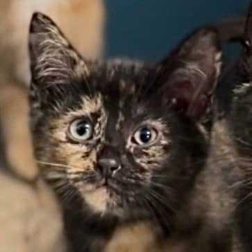 Chamoy - Domestic Shorthair cat available for adoption at Border Paws Animal Shelter in Lloydminster