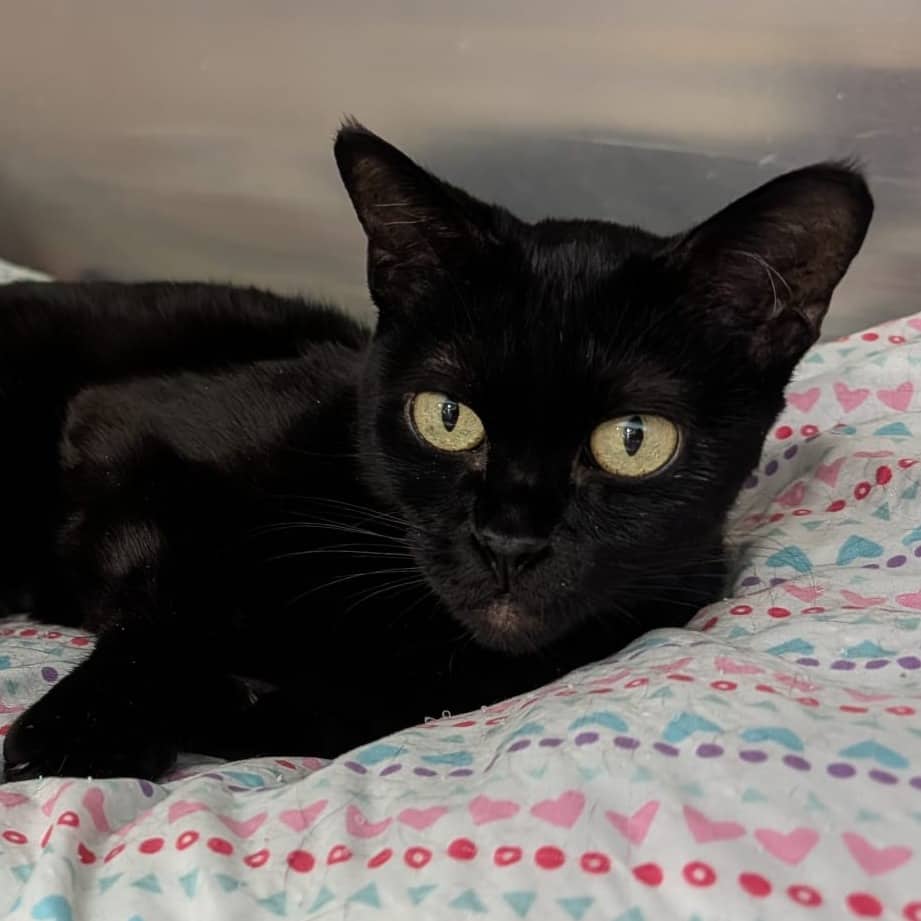 Toothless - Domestic Shorthair available for adoption