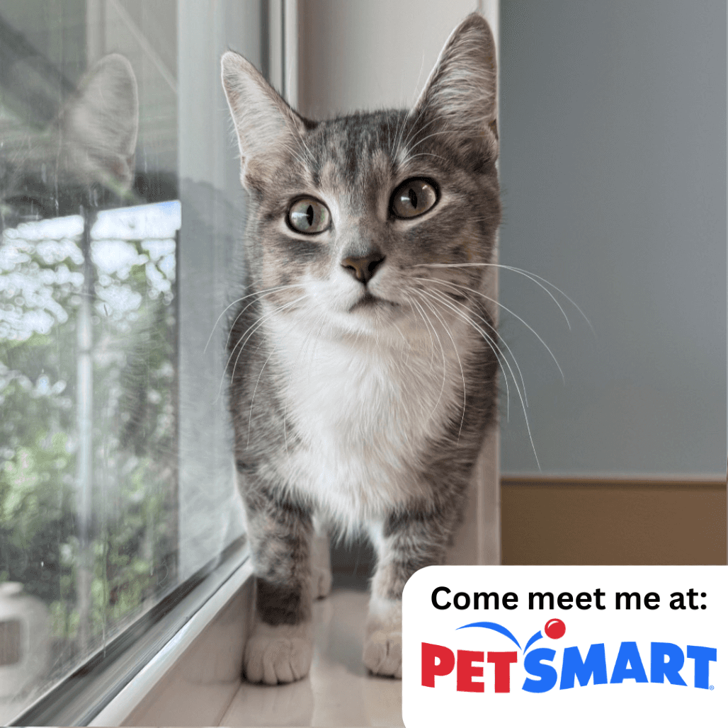 Priya - Domestic Shorthair cat available for adoption at Prince Albert SPCA in Prince Albert