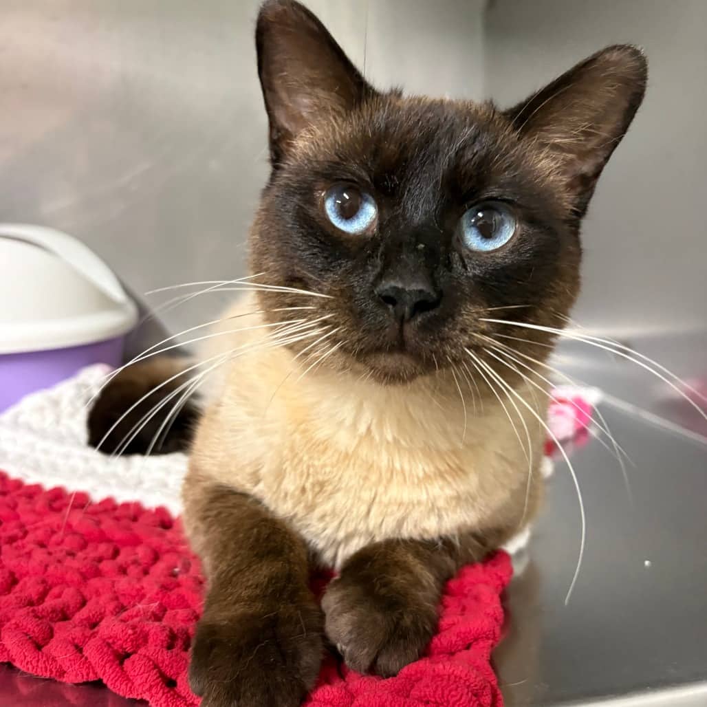 Luther - Siamese cat available for adoption at North East SPCA in Melfort