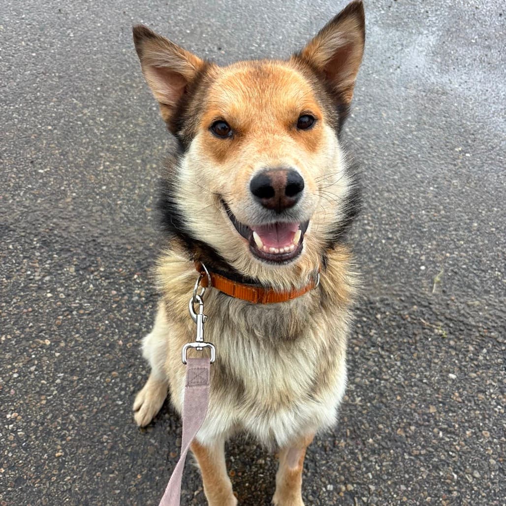 Tempo - HUSKY, SIBERIAN/MIX available for adoption