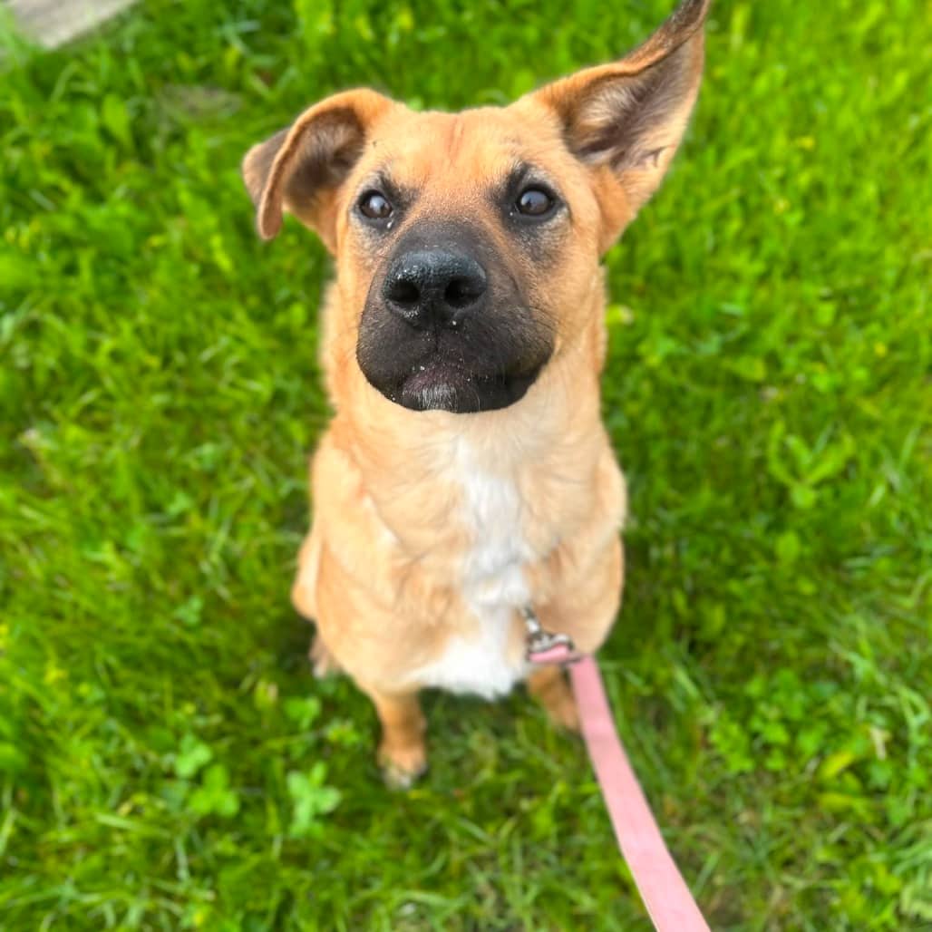 Lady - MIXED BREED available for adoption in Calgary