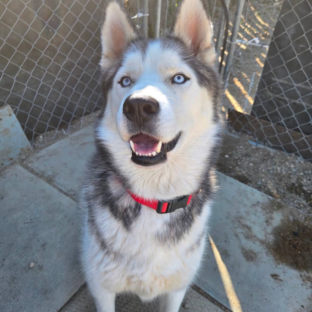 Dixon - Husky, Siberian available for adoption in Saskatchewan