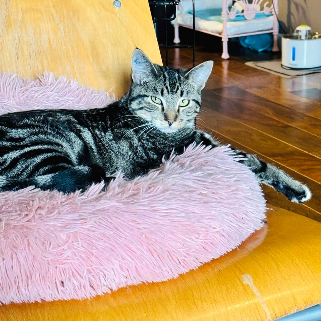 Chai - Domestic Shorthair cat available for adoption at Vancouver Orphan Kitten Rescue Association in Vancouver