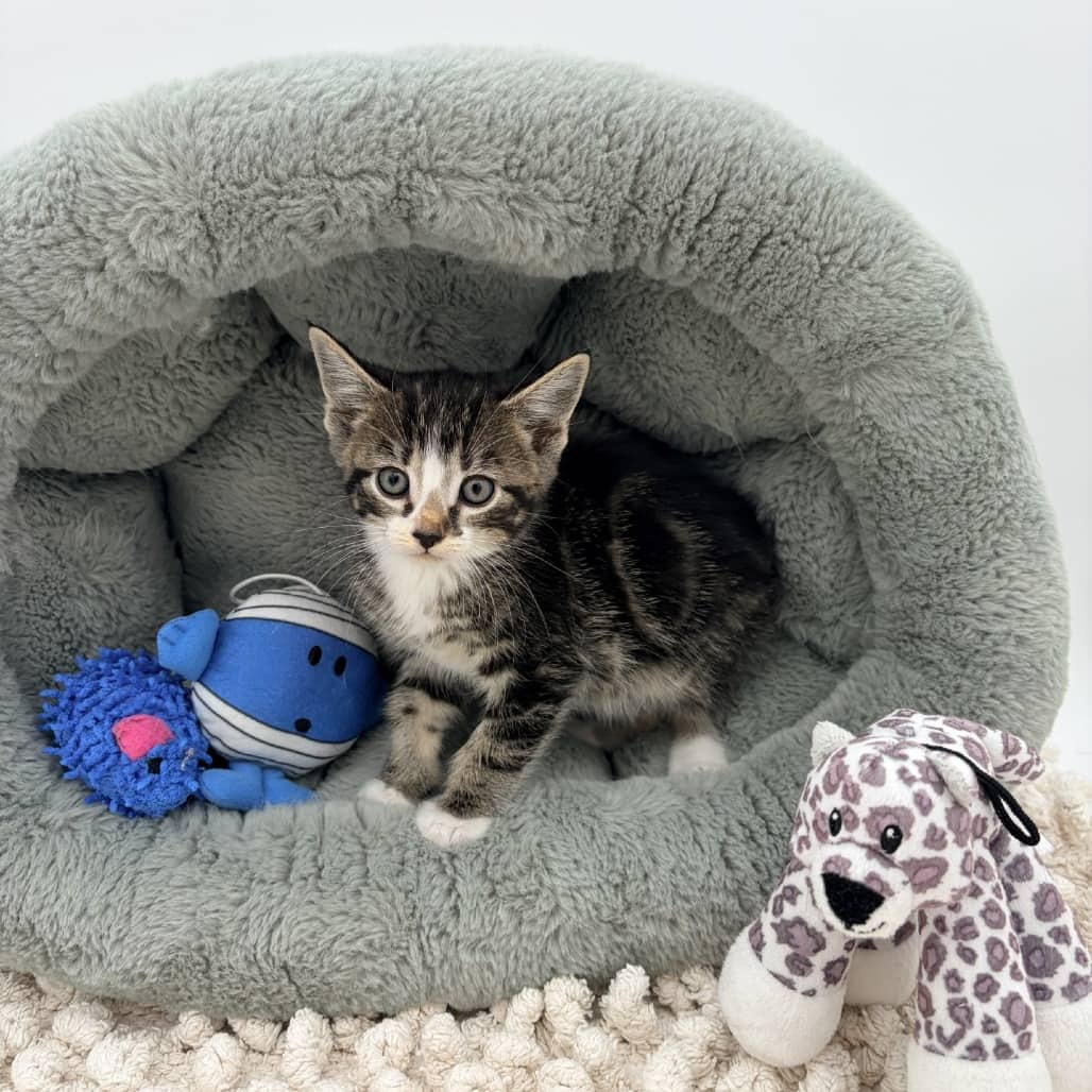 Ciabatta - Domestic Shorthair cat available for adoption at Moose Jaw Humane Society in Moose Jaw