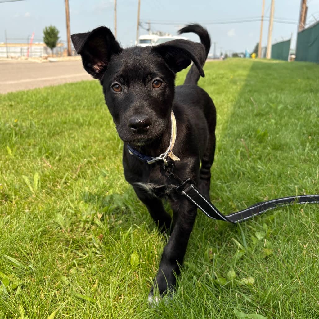Coast - Mixed Breed (Medium) available for adoption