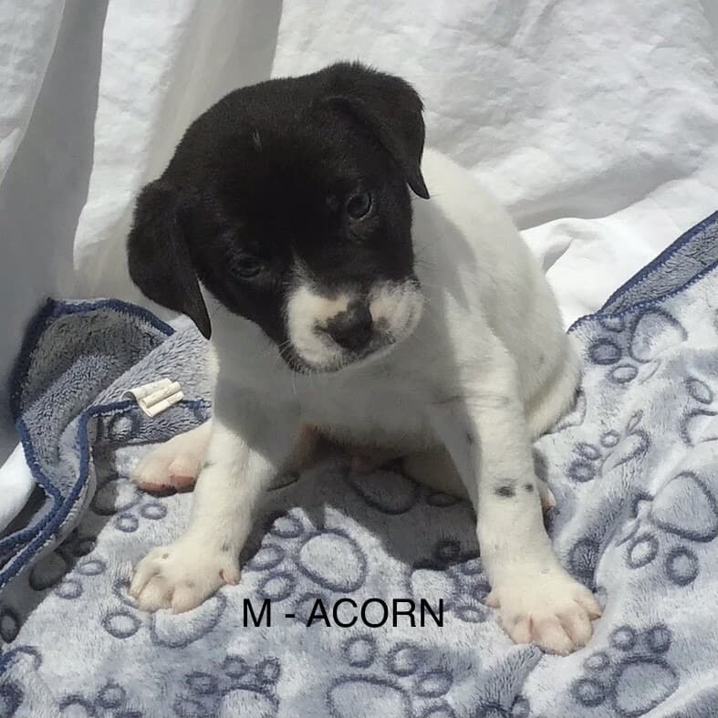 Acorn - Mixed Breed available for adoption