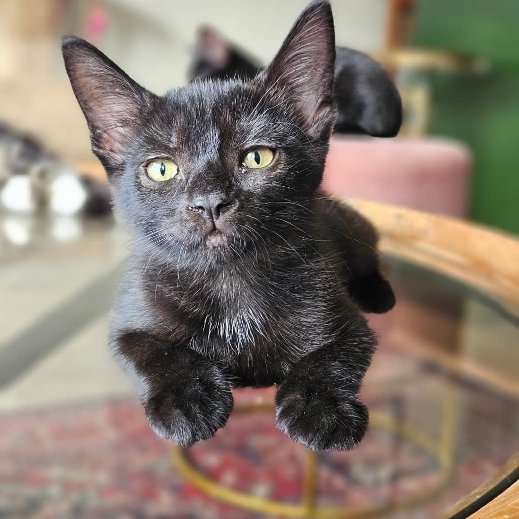 Tara - Domestic Shorthair cat available for adoption at Vancouver Orphan Kitten Rescue Association in Vancouver