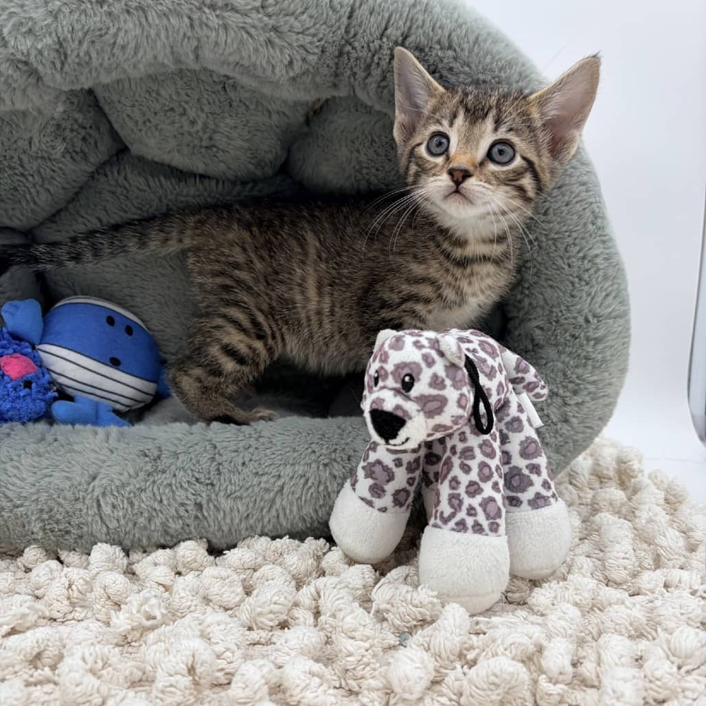 Focaccia - Domestic Shorthair cat available for adoption at Moose Jaw Humane Society in Moose Jaw