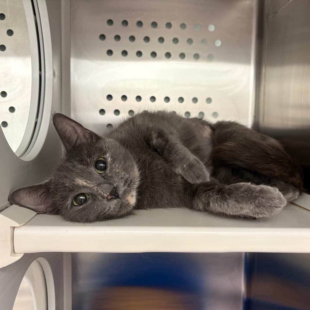 Gloria - Domestic Shorthair cat available for adoption at Saskatoon SPCA in Saskatoon