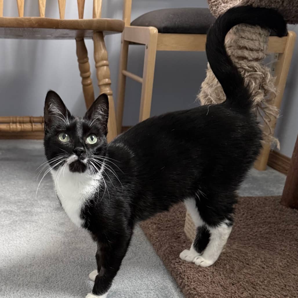 Noodles - Domestic Shorthair cat available for adoption at SCARS in Edmonton (1 of 6)
