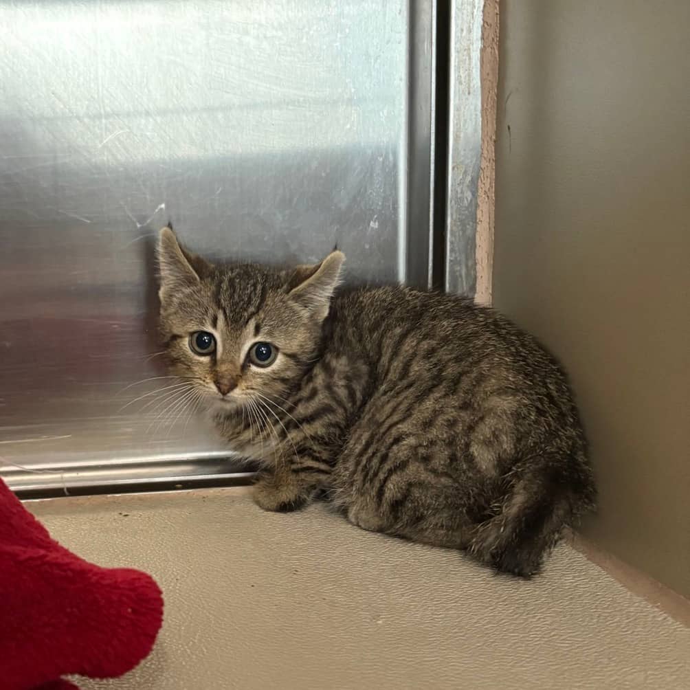 Piranha - Domestic Shorthair available for adoption