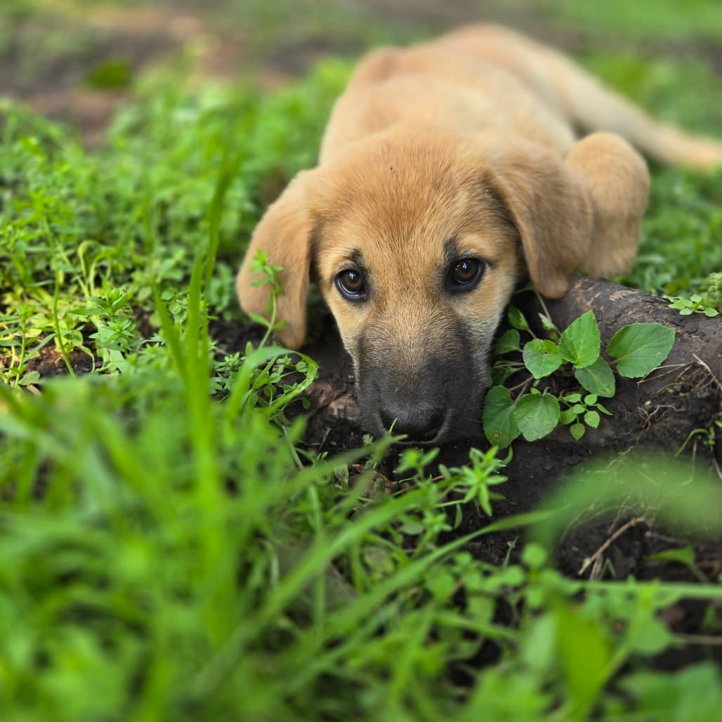 Ron Swanson - SHEPHERD available for adoption at SCARS in Calgary (1 of 6)