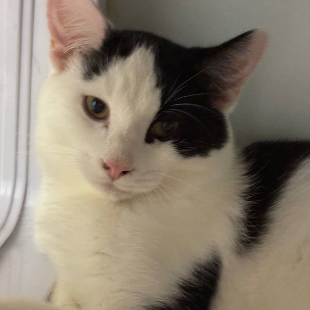 Shaggy - Domestic Shorthair available for adoption