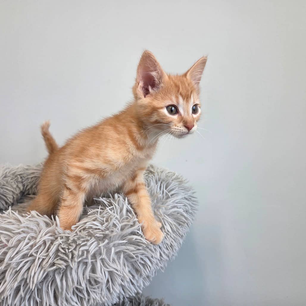 Nut Cracker - Domestic Shorthair available for adoption