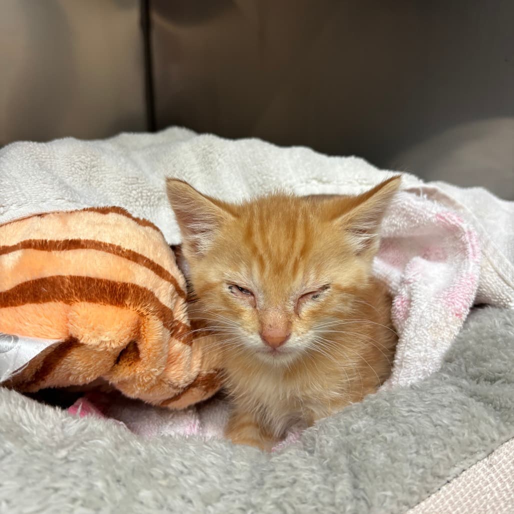 Parmesan - Domestic Shorthair cat available for adoption at SPCA Swift Current in Swift Current