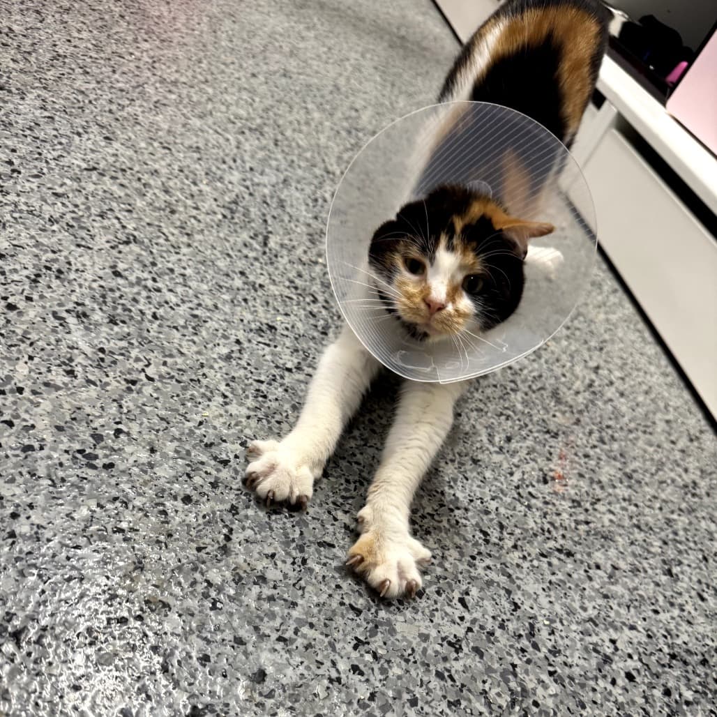 Mosaic - Domestic Shorthair cat available for adoption at Battlefords Humane Society in North Battleford