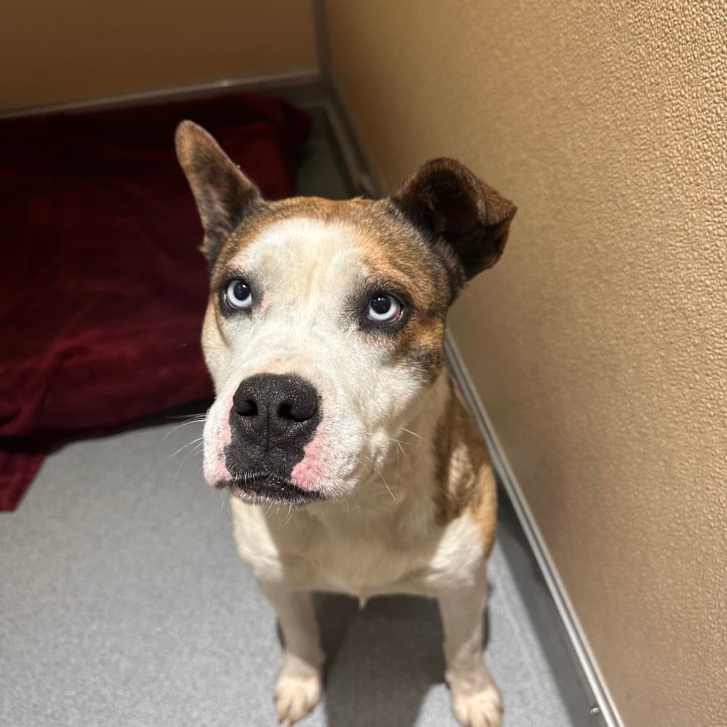 Sky - TERRIER, PIT BULL/MIX available for adoption in Calgary