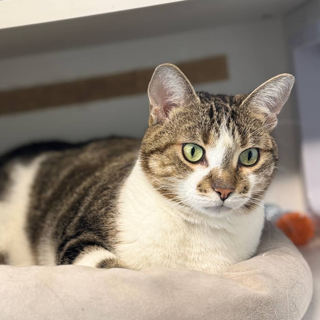 Softie - Domestic Shorthair cat available for adoption at Battlefords Humane Society in North Battleford