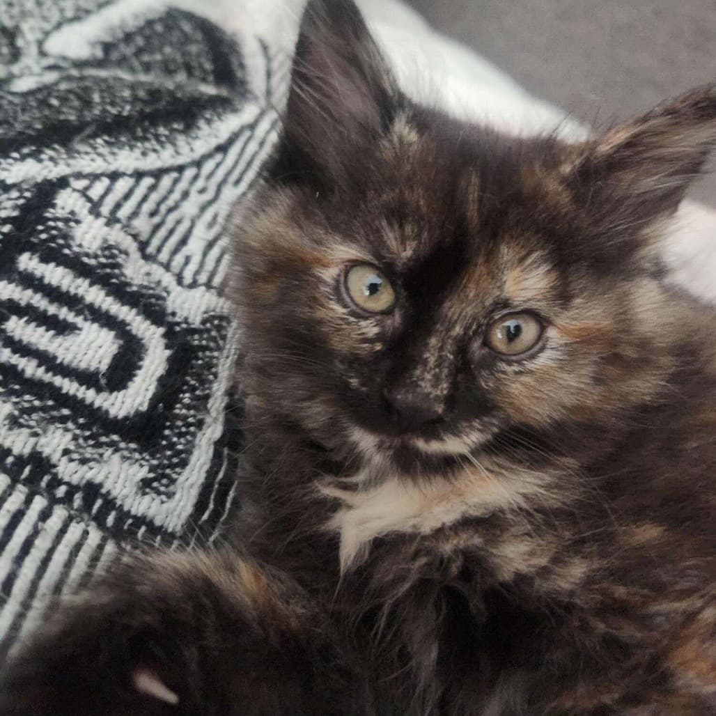 Galli - Domestic Shorthair cat available for adoption at Vancouver Orphan Kitten Rescue Association in British Columbia