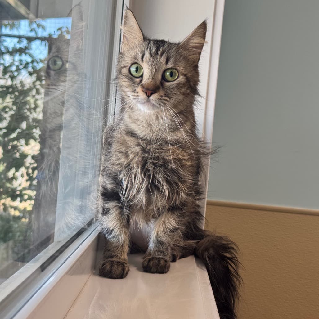 Veronica - Domestic Longhair cat available for adoption at Prince Albert SPCA in Prince Albert