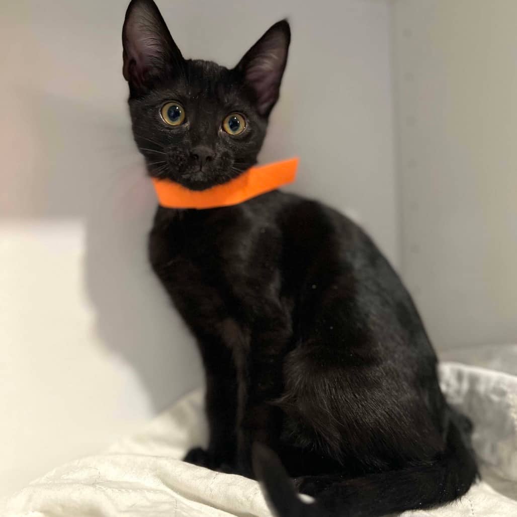 Gala - Domestic Shorthair cat available for adoption at Vancouver Orphan Kitten Rescue Association in Vancouver