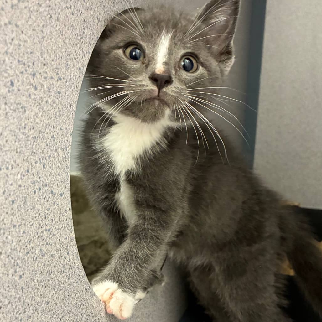 Smudge - Domestic Shorthair available for adoption