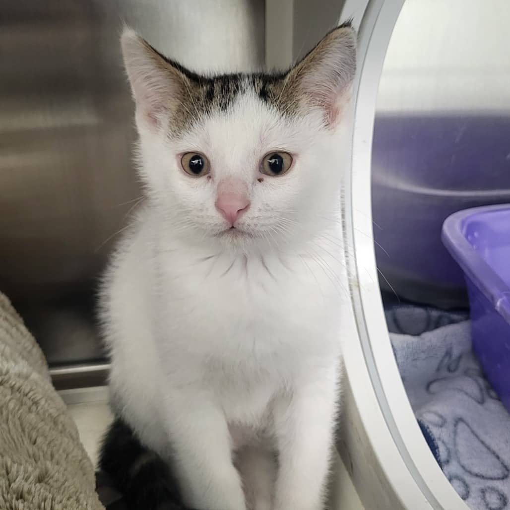 Clyde - Domestic Shorthair available for adoption