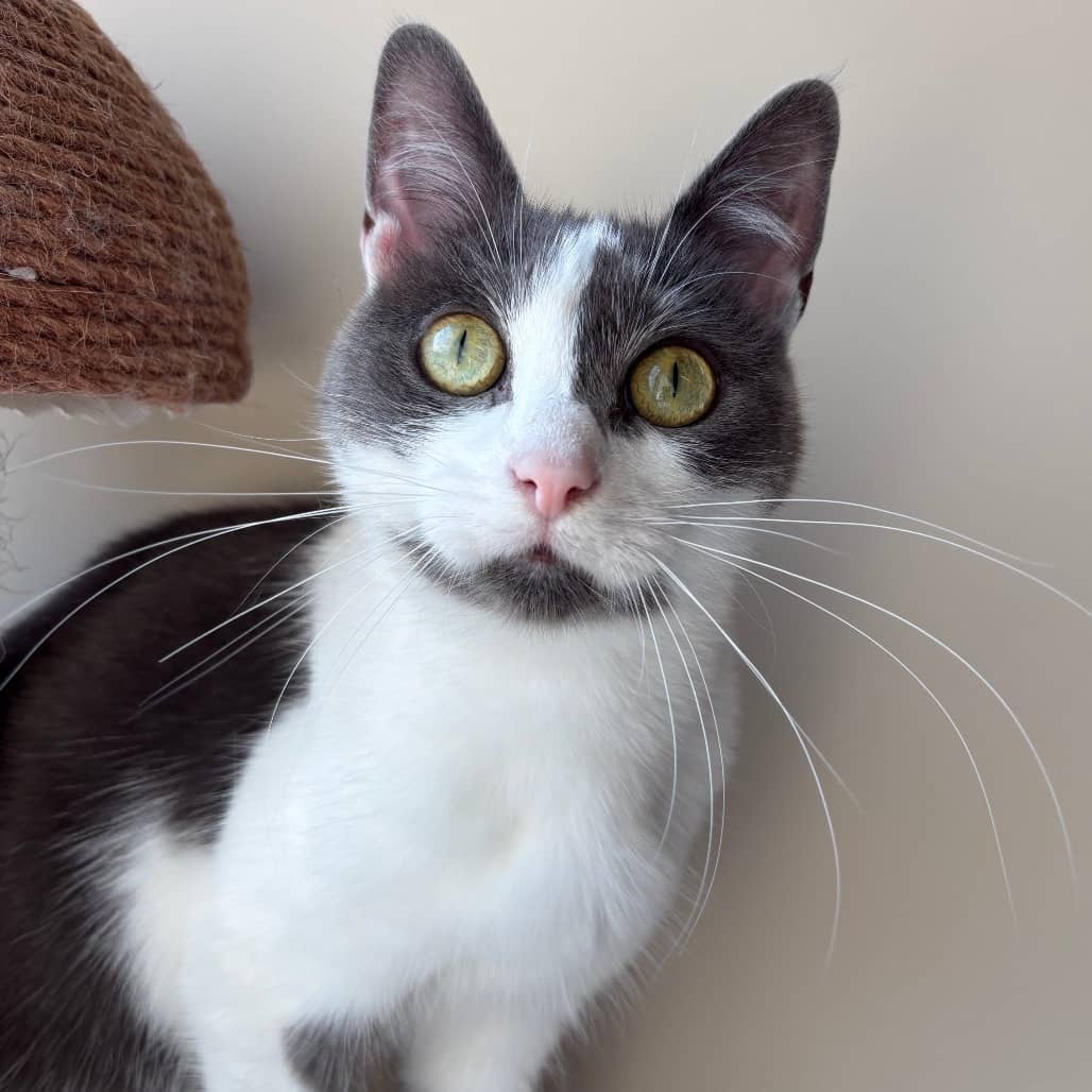 Squeak - Domestic Shorthair cat available for adoption at North East SPCA in Melfort
