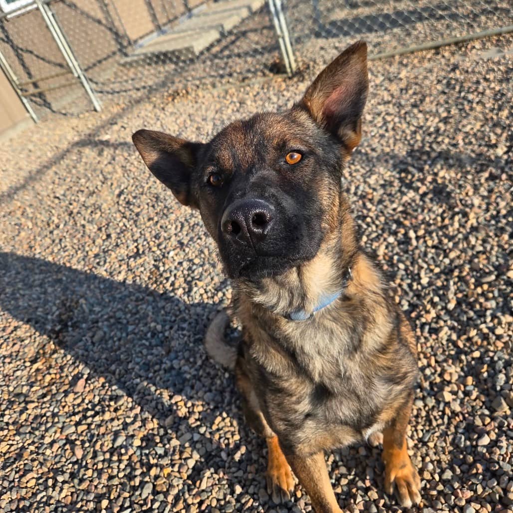 Hurricane - Shepherd, German available for adoption in Saskatchewan