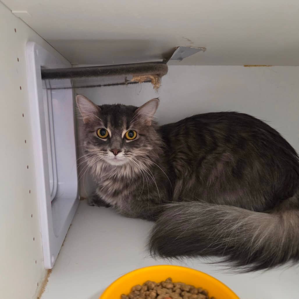 Jinx - Domestic Longhair cat available for adoption in Saskatchewan