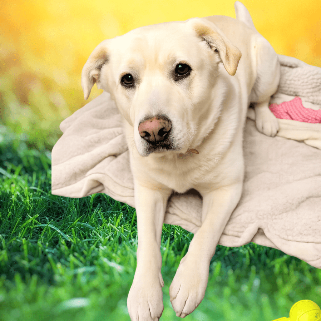 Casper - Retriever, Labrador available for adoption in Saskatchewan