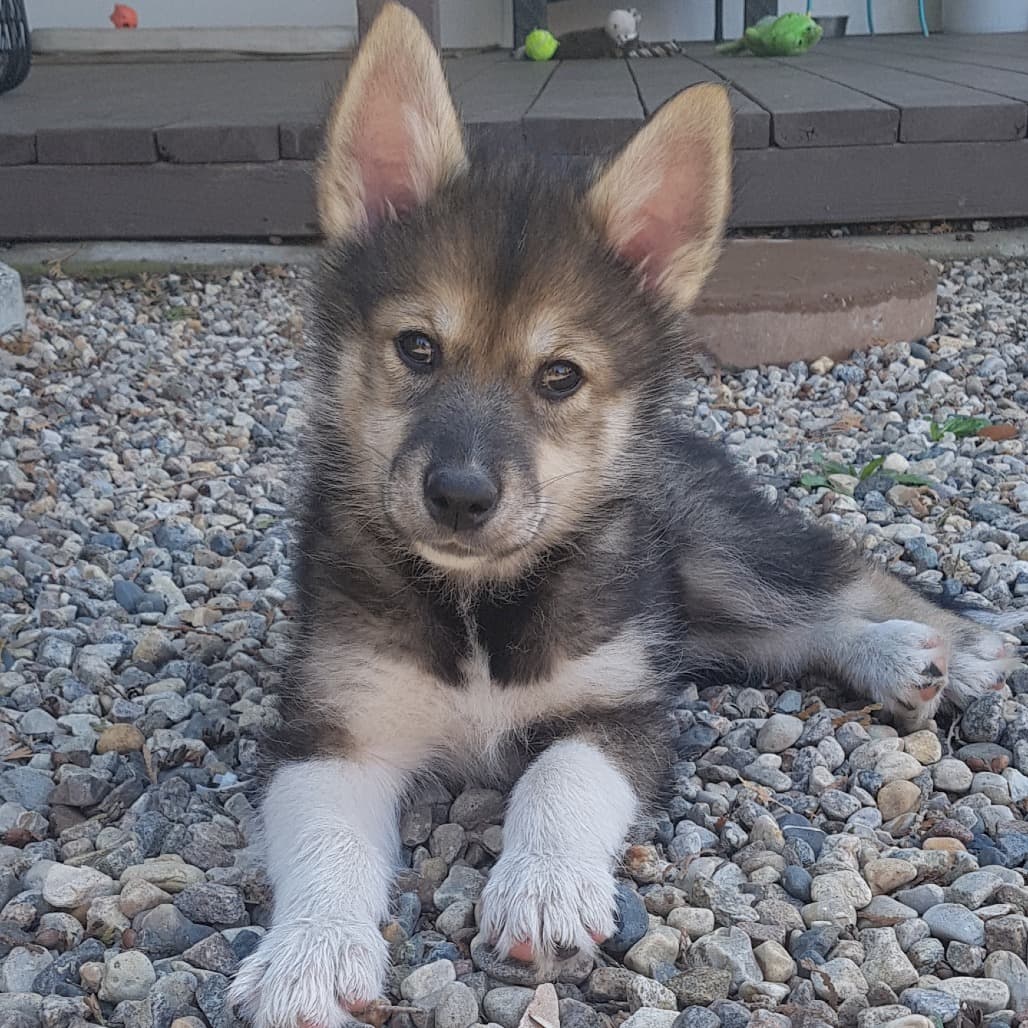 Asher - Husky available for adoption at Saskatoon SPCA in Saskatchewan
