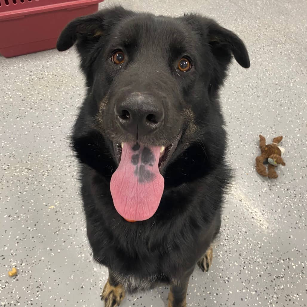 Thor - Mastiff / Husky available for adoption in Calgary