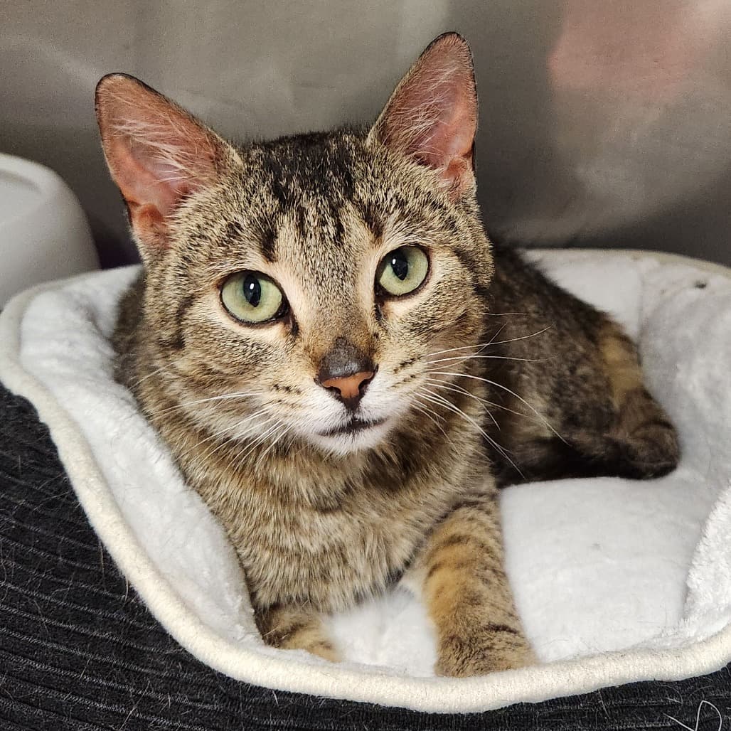 Bo - Domestic Shorthair / Domestic Shorthair cat available for adoption at North East SPCA in Melfort