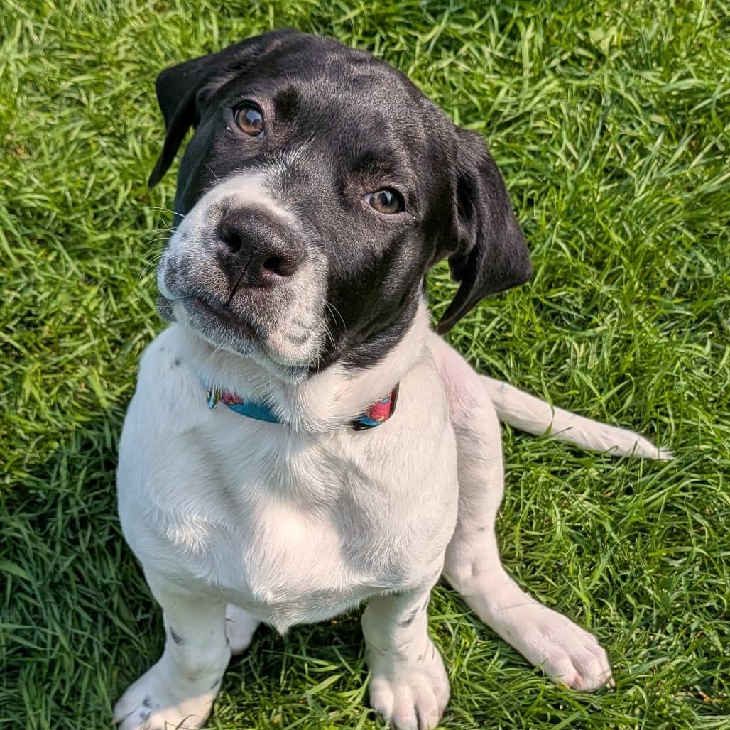 Acorn - Mixed Breed available for adoption in Calgary