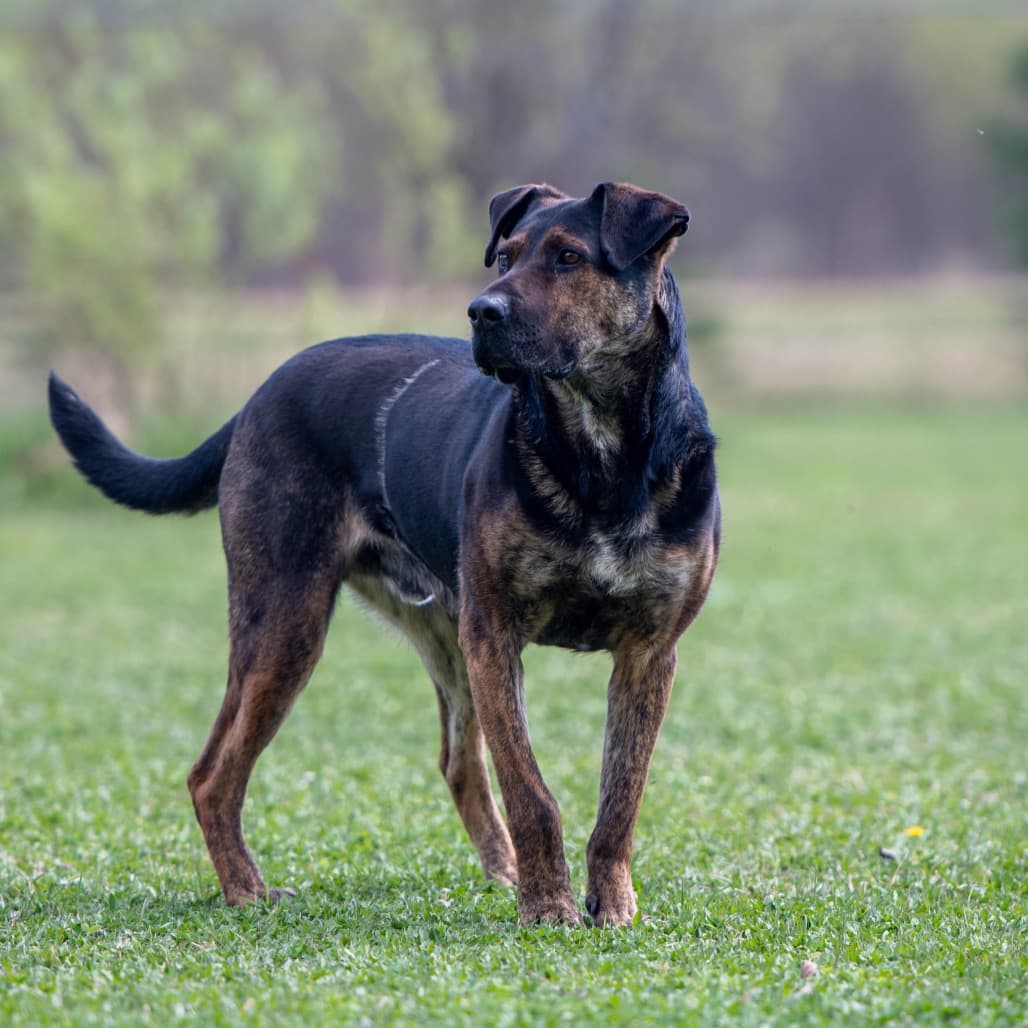 Moe - MIXED BREED available for adoption at SCARS in Calgary