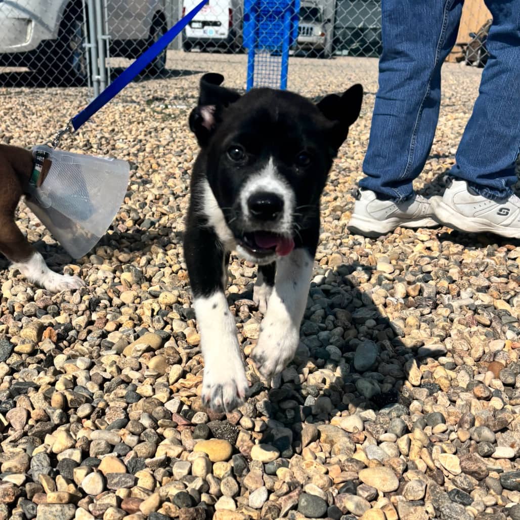 Watson - Terrier, Pit Bull available for adoption
