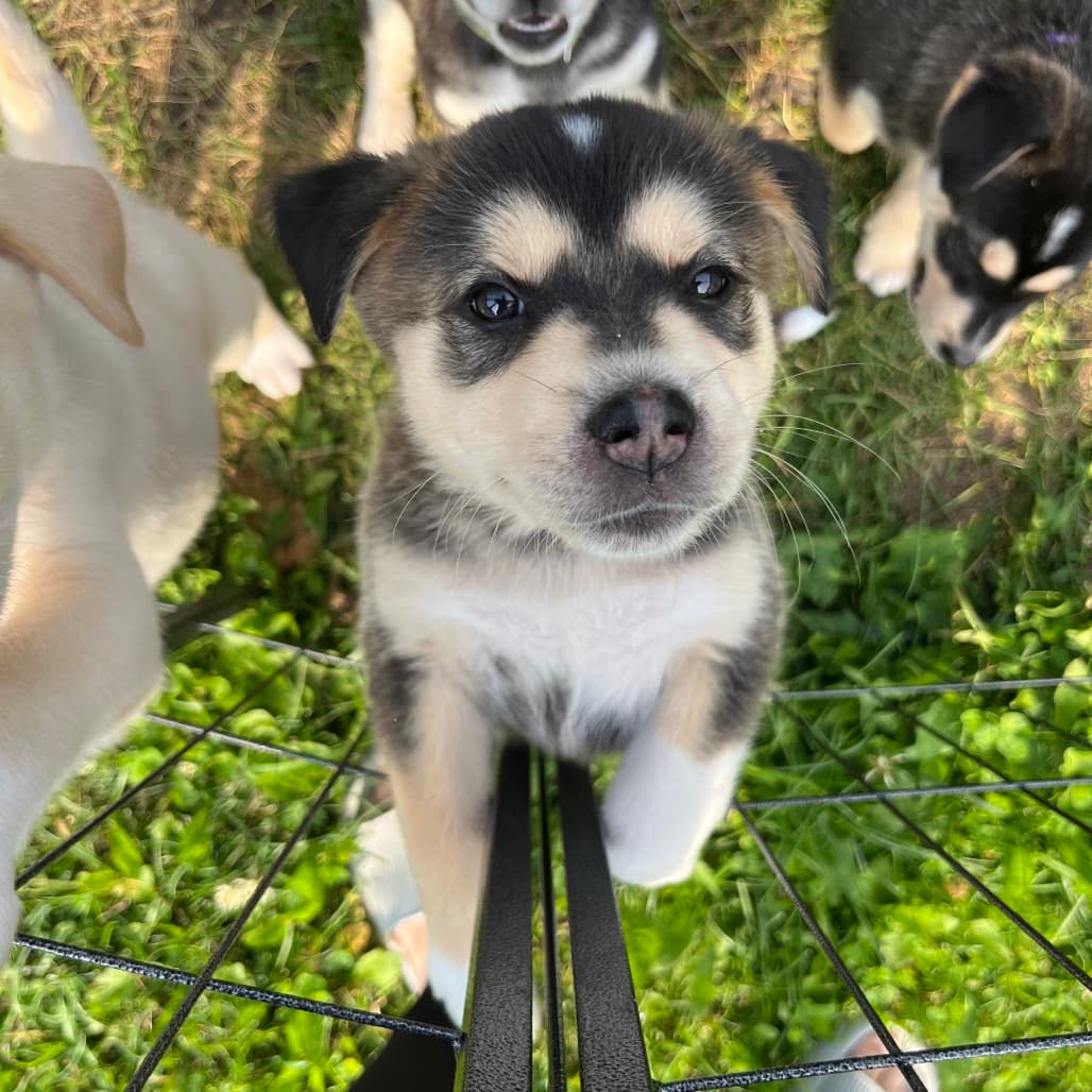 Kacie - HUSKY/MIX available for adoption at SCARS in Calgary (1 of 5)