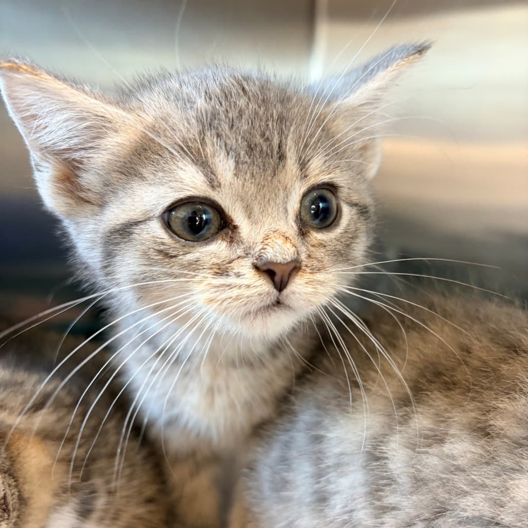 Mayhem - Domestic Shorthair cat available for adoption at Moose Jaw Humane Society in Moose Jaw